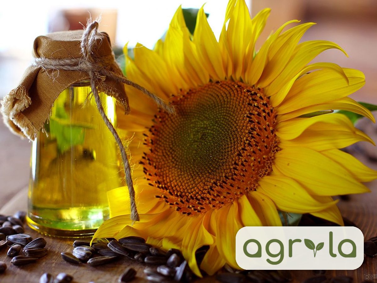 Bottled sunflower oil